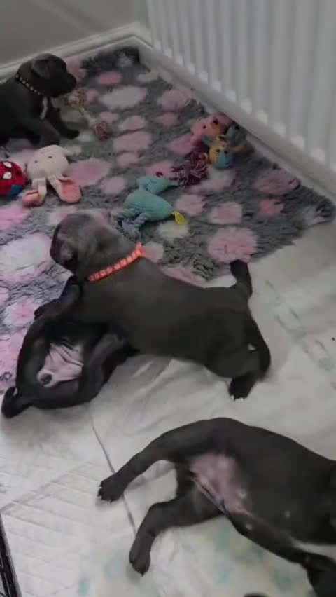 @𝕆𝕕𝕚𝕟🐾