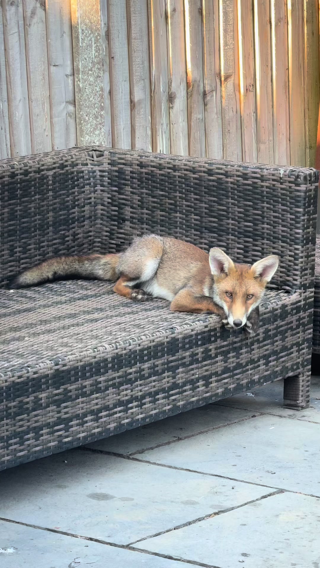 @gp_wildlife