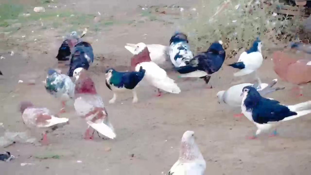 @عدیل رحمن لیہ وال کبوتر باز