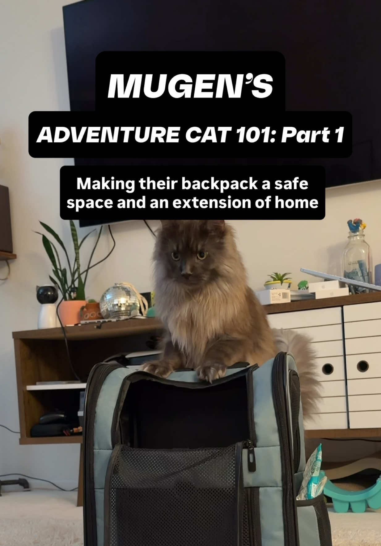 @Mugen the Maine Coon ๐จ๐ฆ