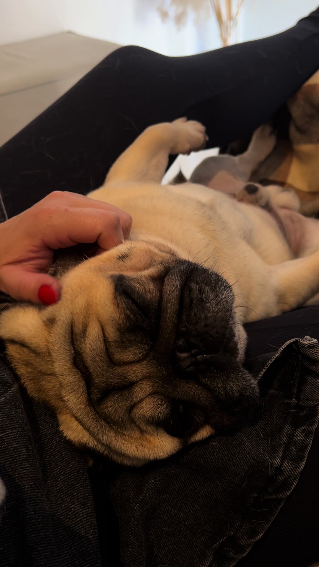 @pugSofyHarry