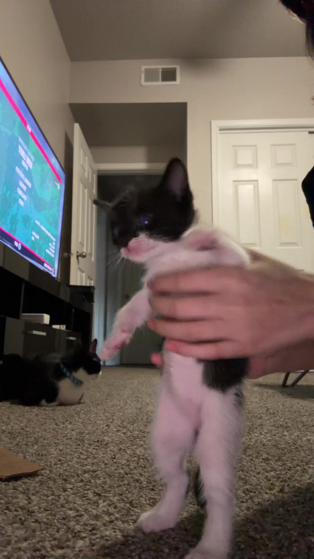 @cat_dancers