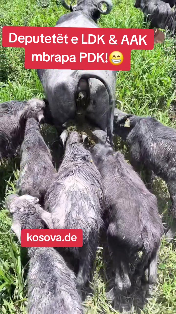 @🔺️kosova.de🔺️