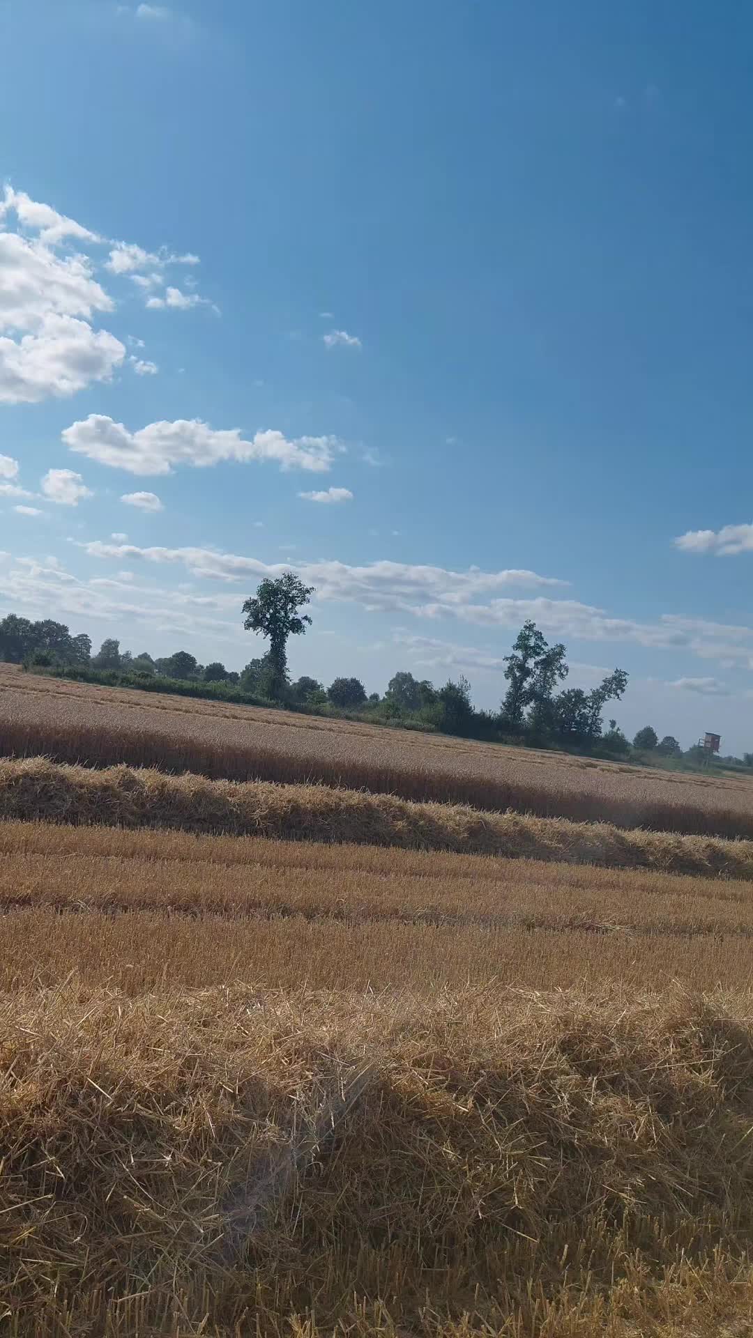 @🐄🇦🇹Gahli🇦🇹🐄