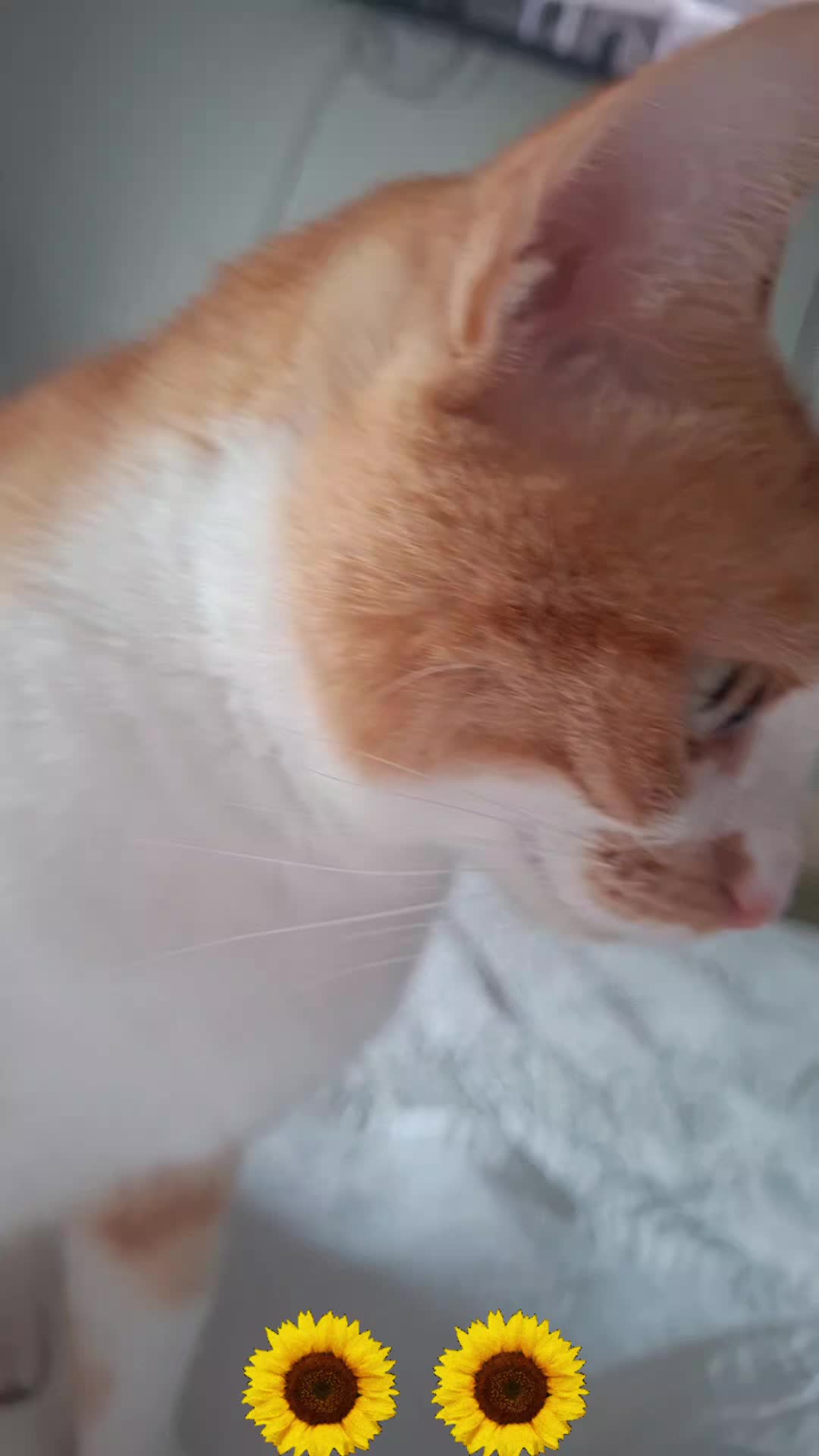 @Happy Cat