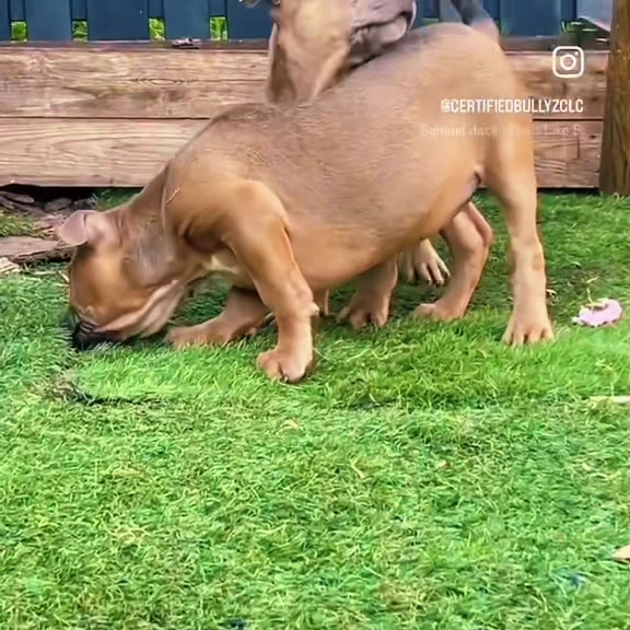 @certidogzuk