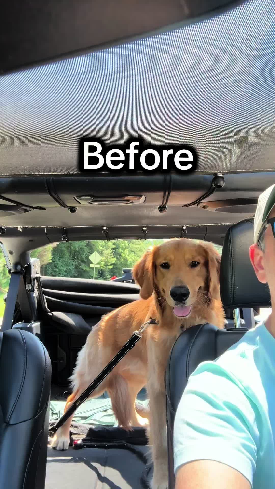 @Charlie the Golden