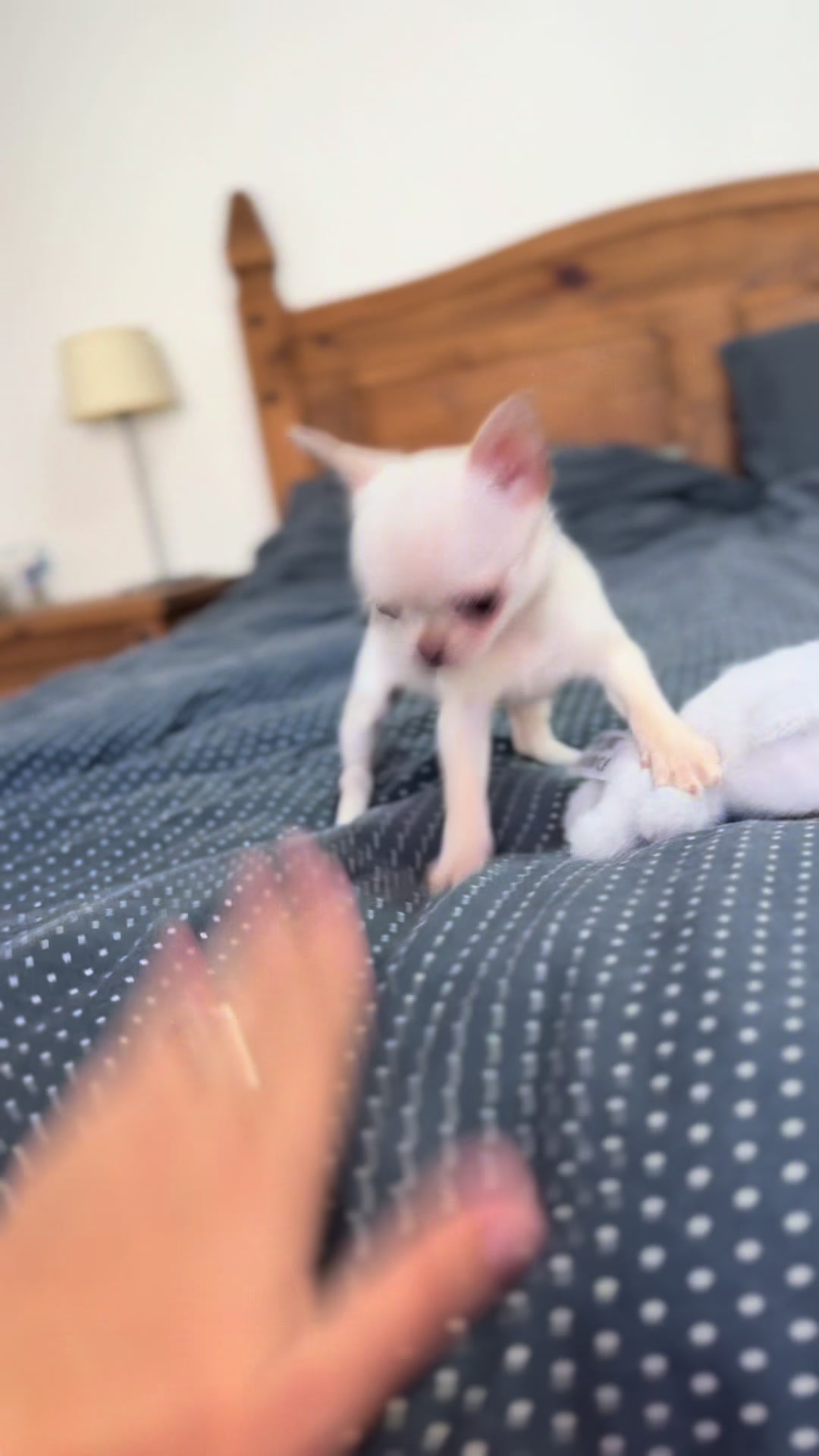 @teacupchihuahua