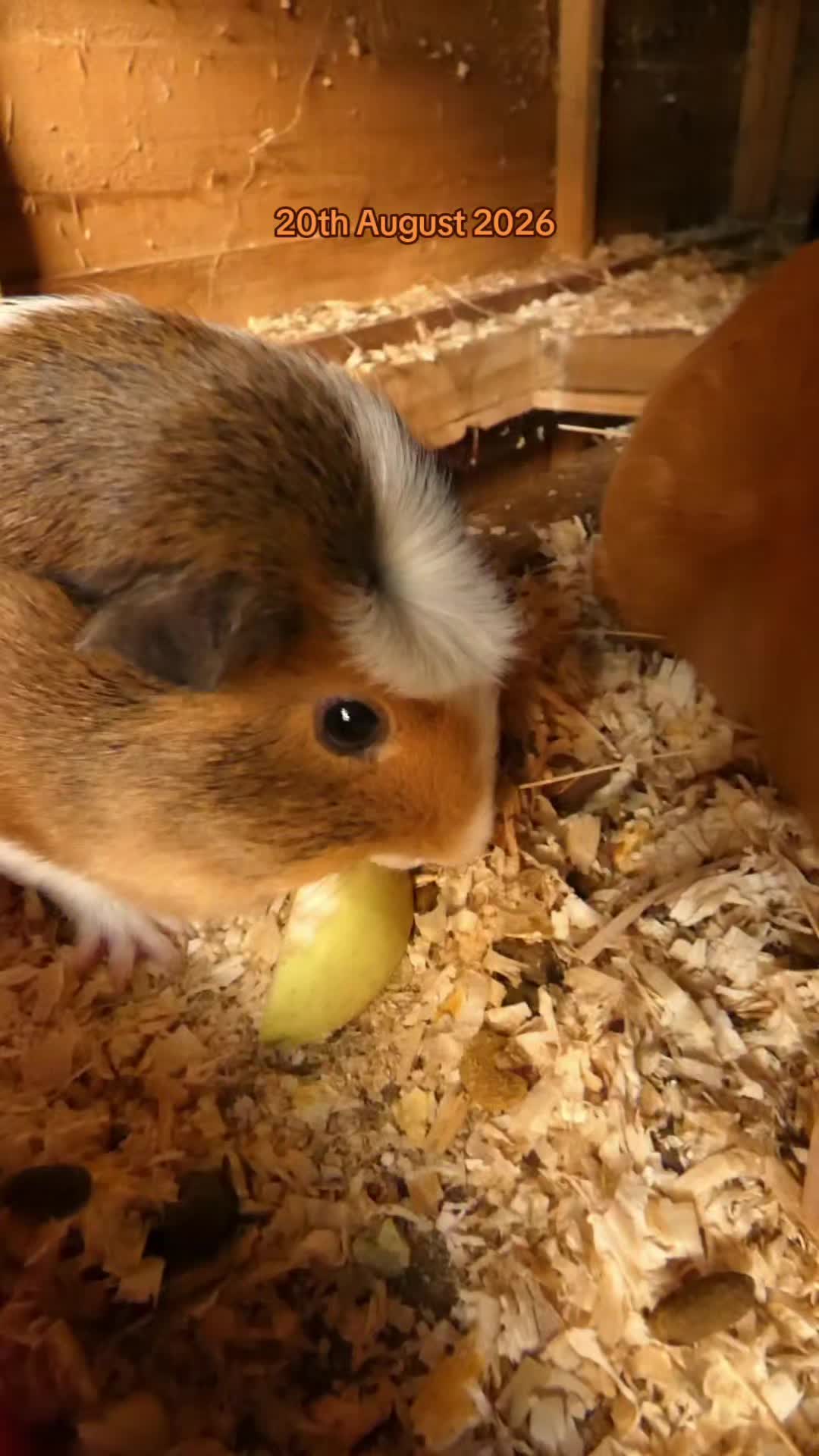 @Guinea Pig Dad