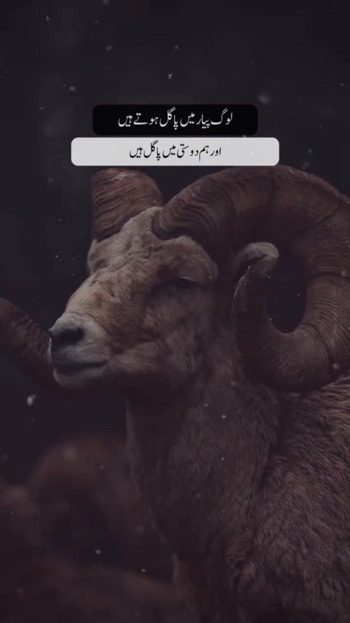 @𓆩𝕨𝕠𝕝𝕗_𝕒55𓆪