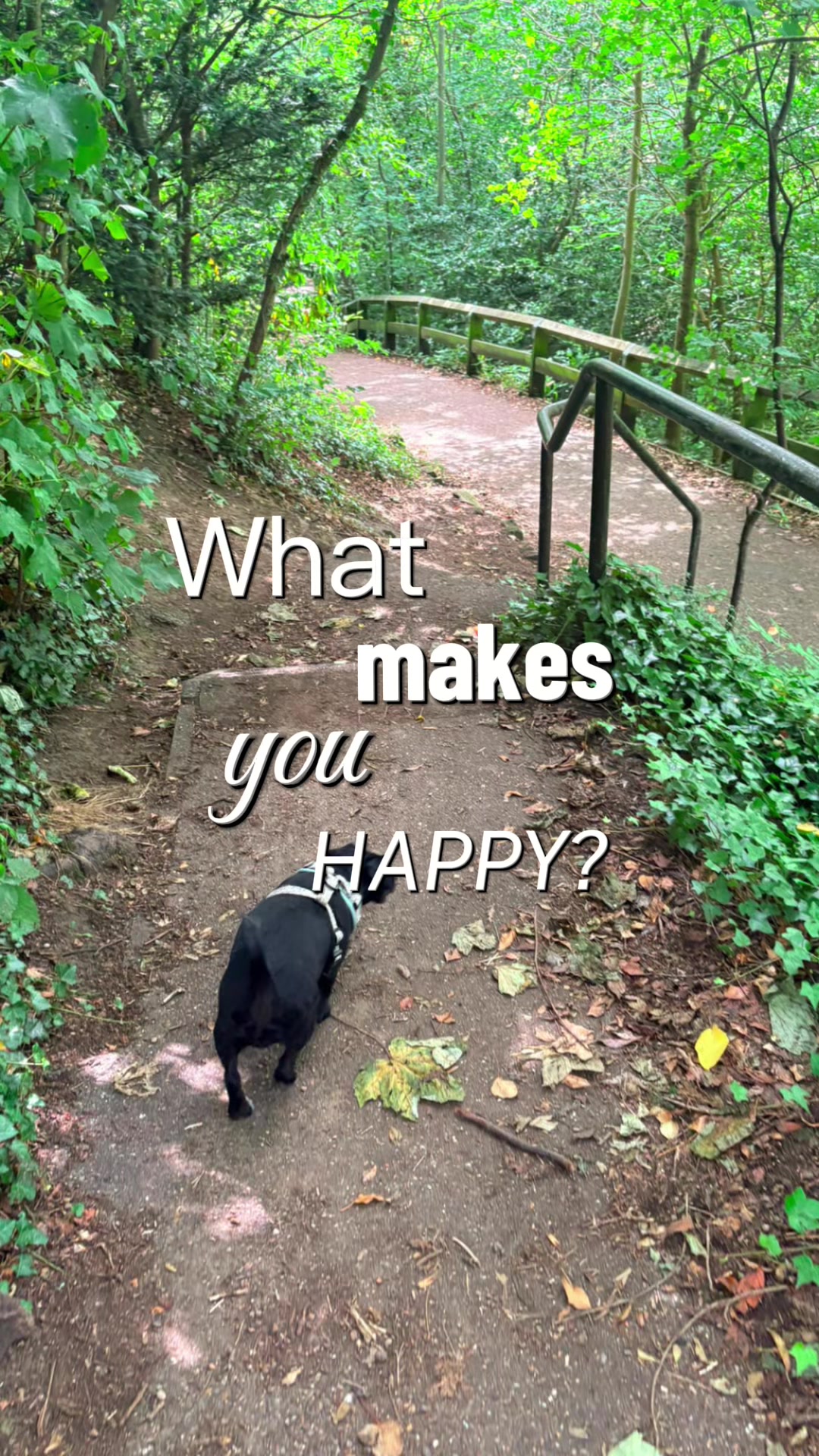 @Darcie the Jackapoo
