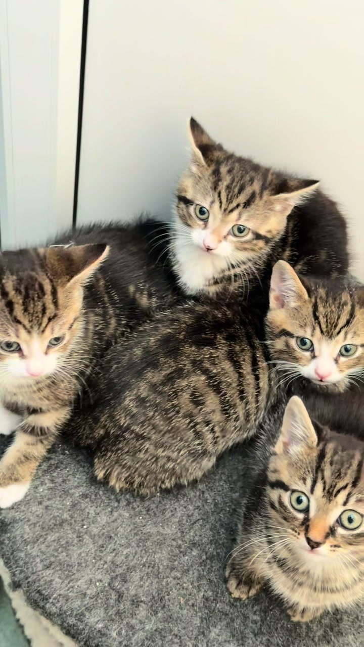 @Herongate Village Cattery