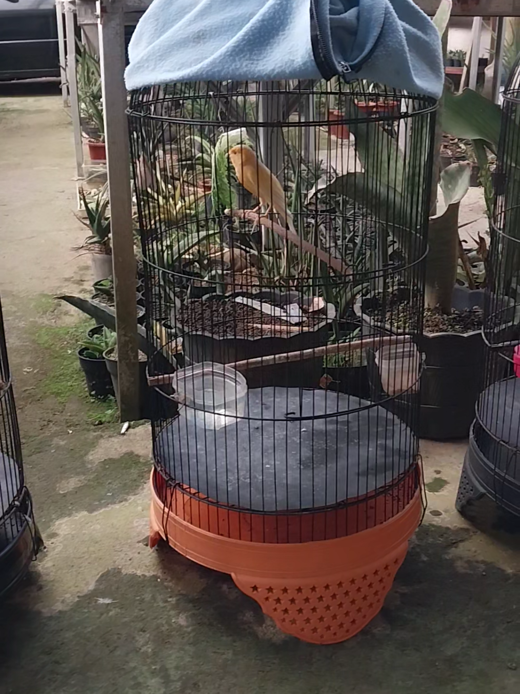 @AmeNursery