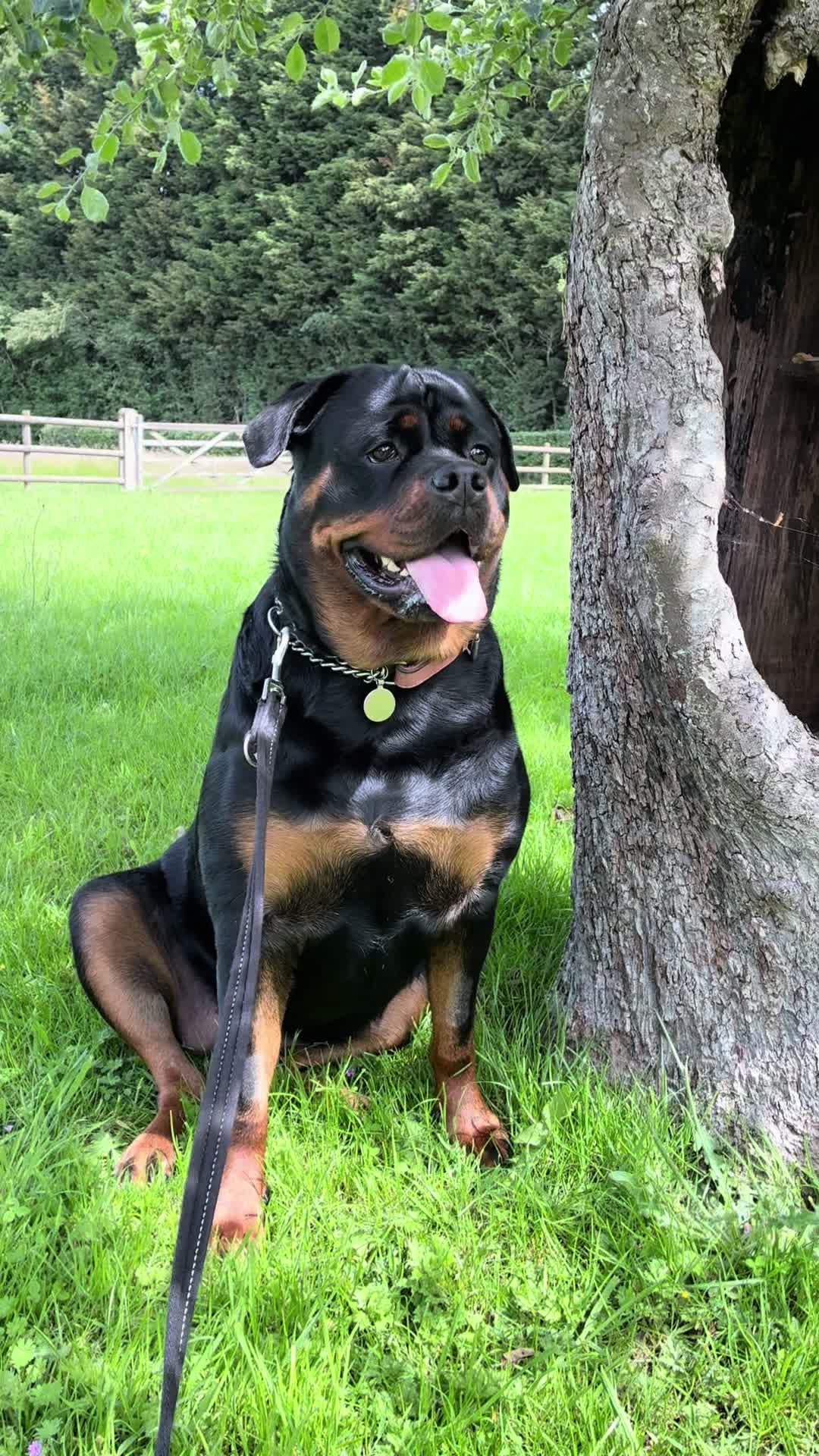 @❤️Rottiexena❤️Rottweiler Dog
