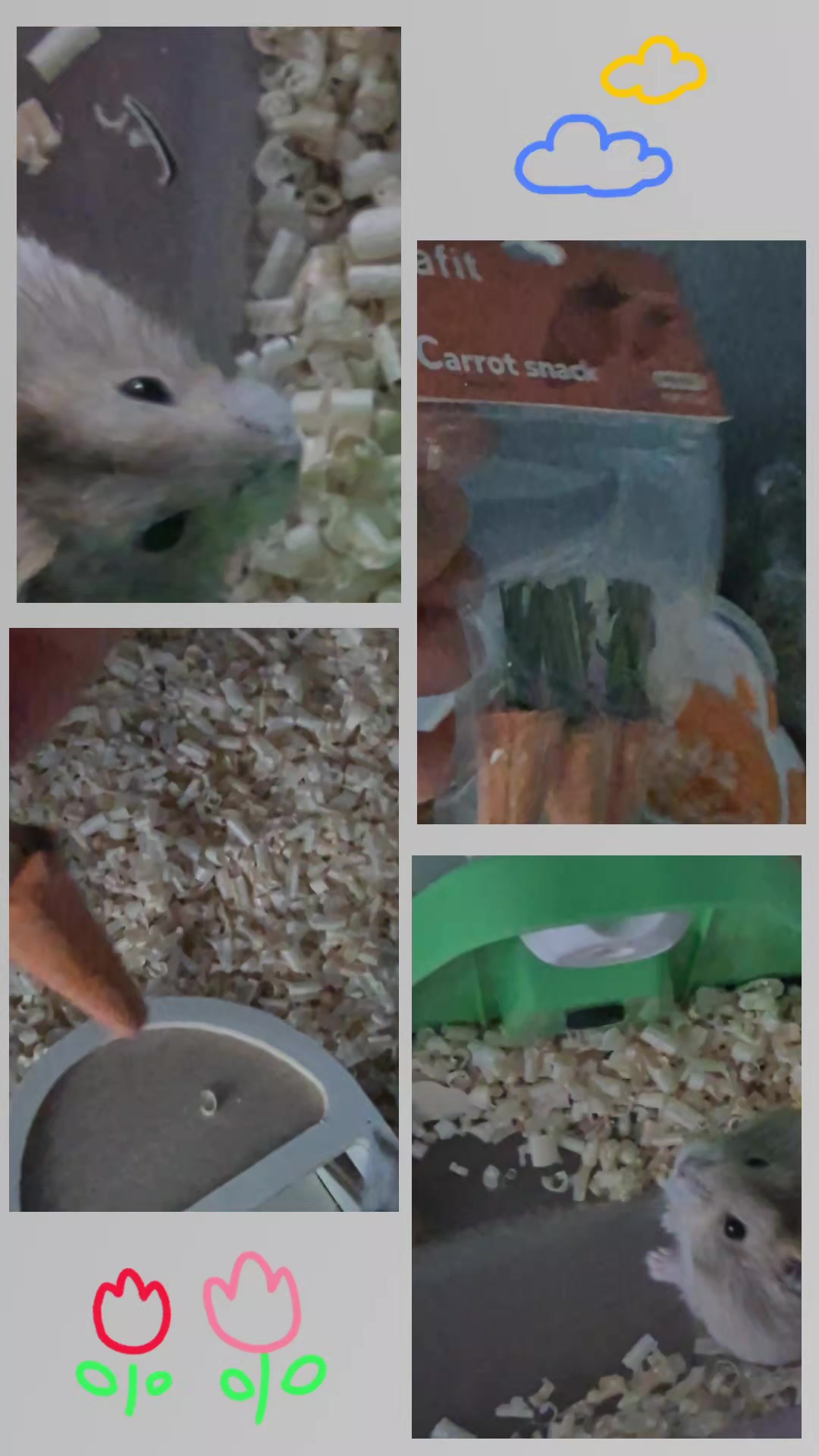 @햄찌🐹소금이🐭🌸푸딩이