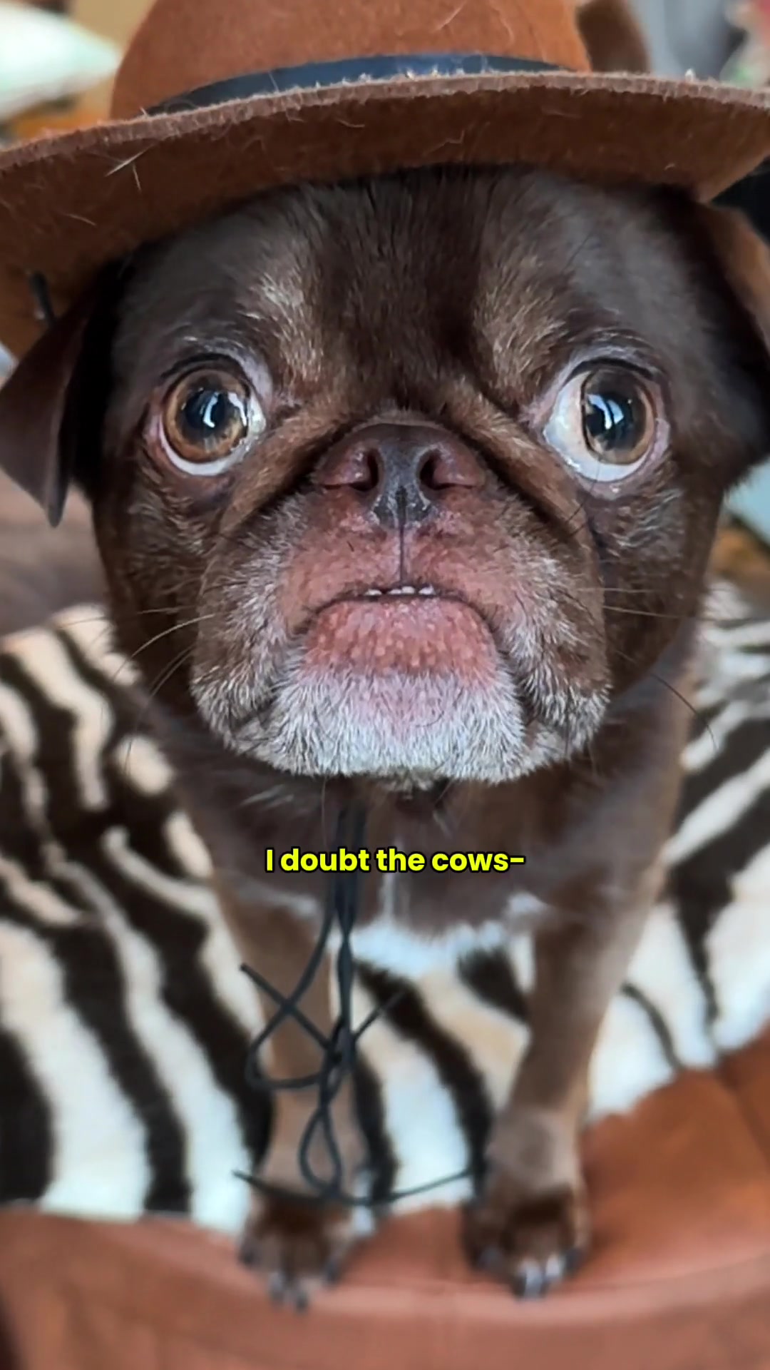 @ChilliThePug