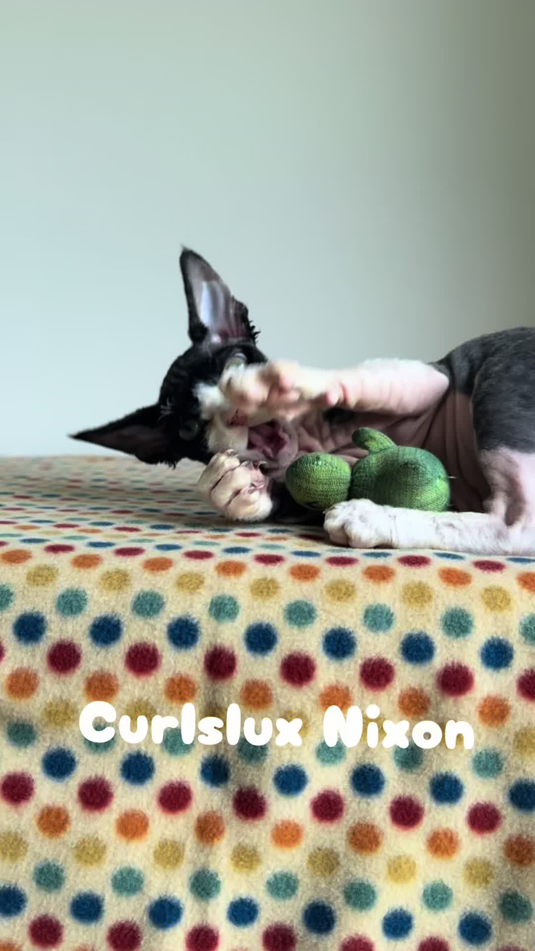@Curlslux cattery!!🇺🇸