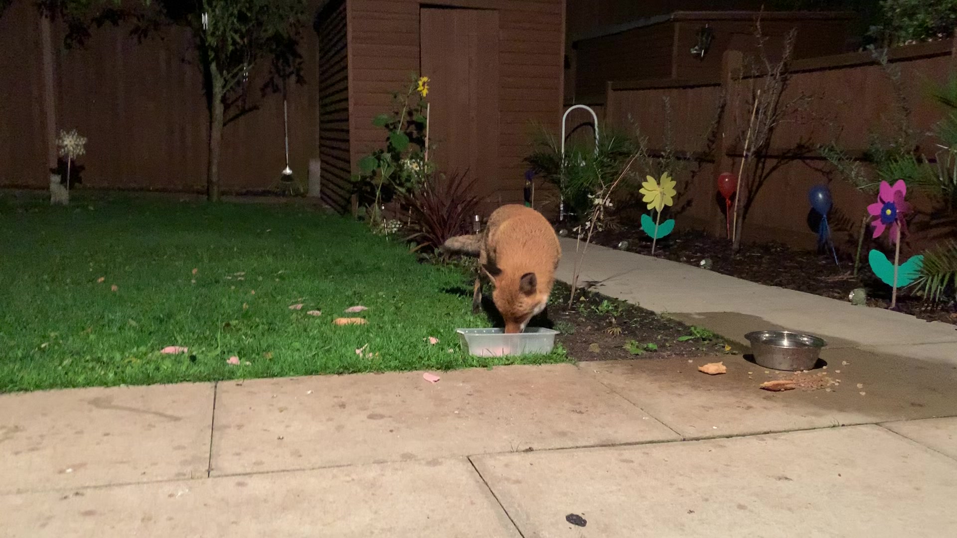 @SeanRescuesAnimals
