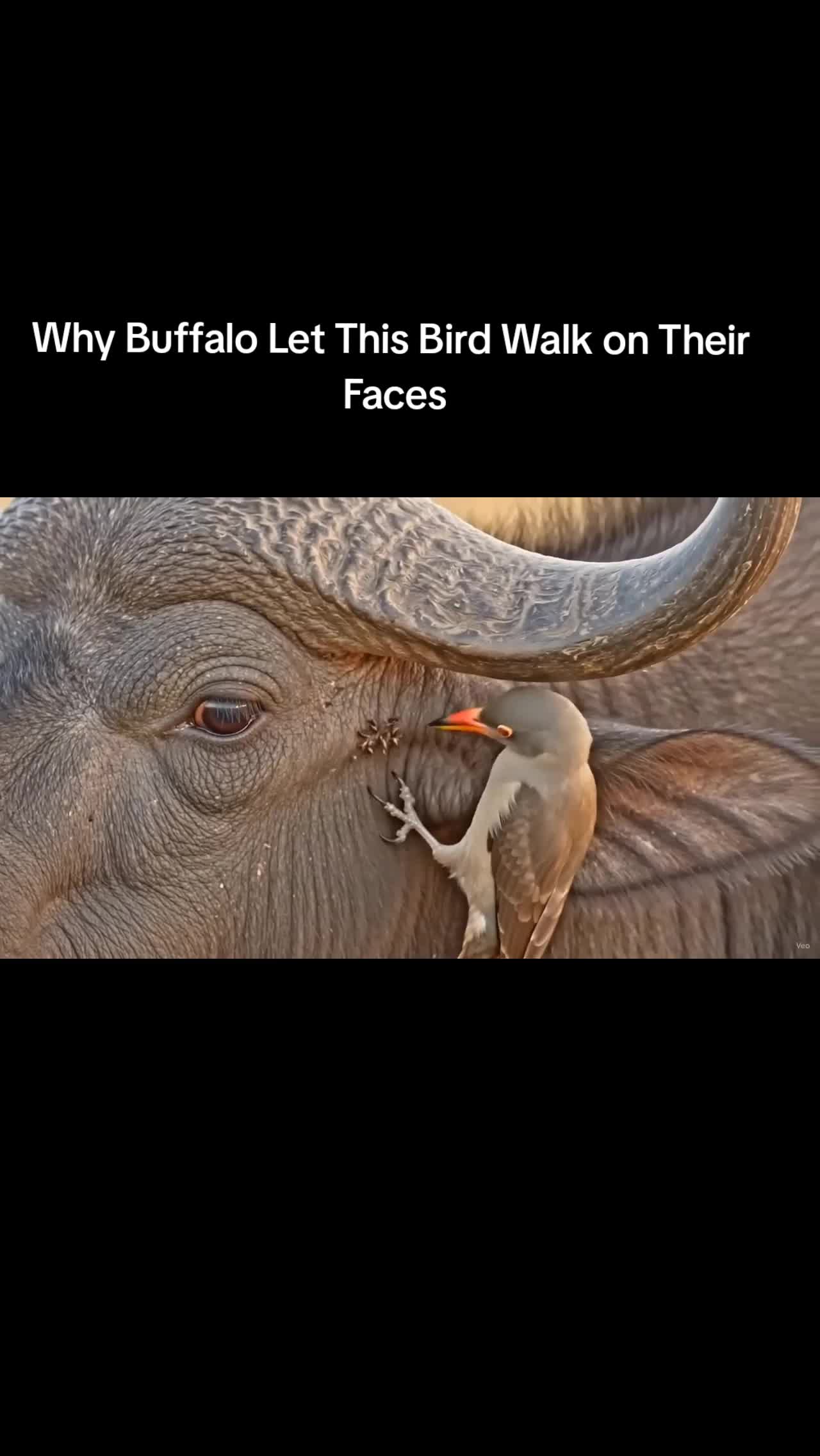 @Wildlife US