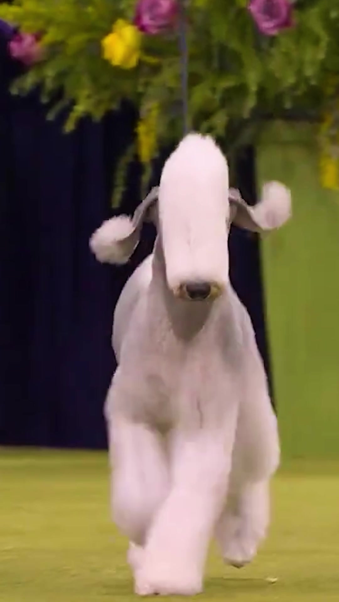 @Westminster Kennel Club