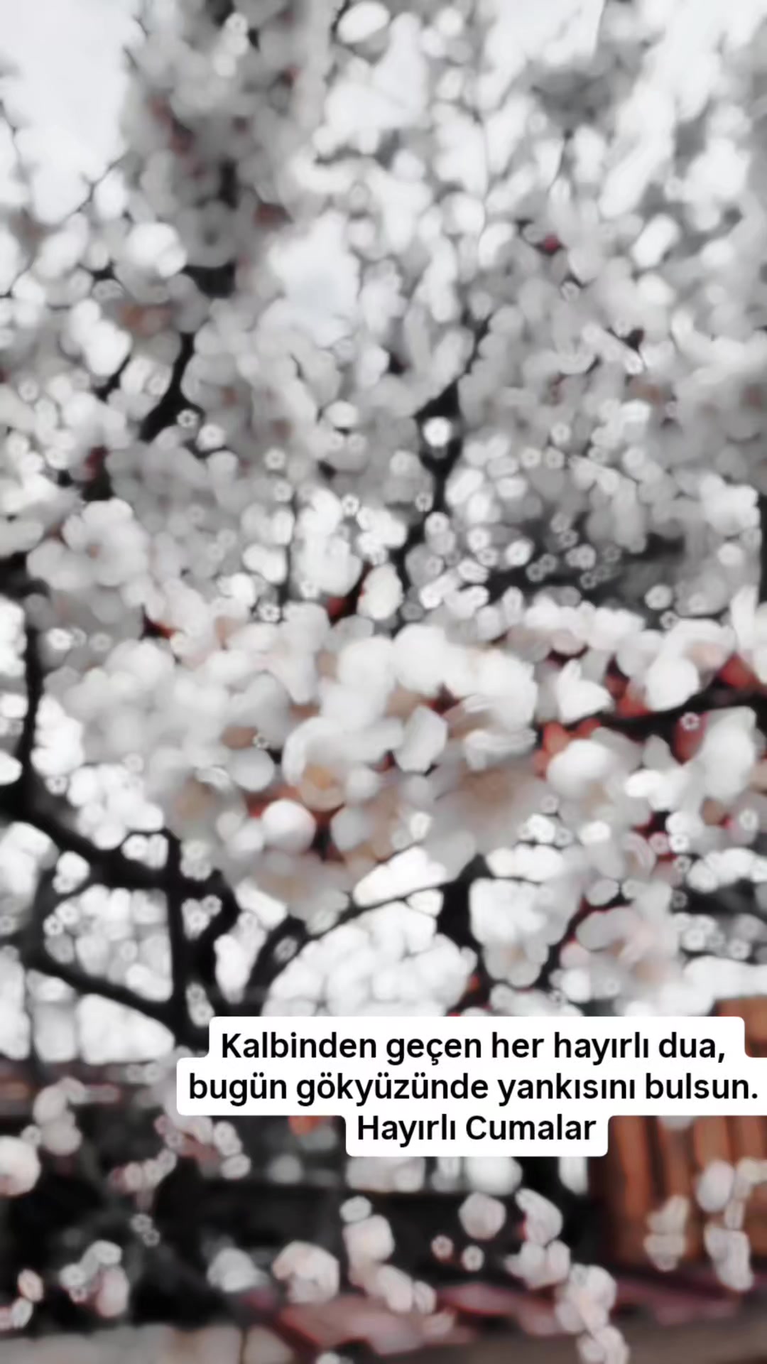 @Sultan Durur