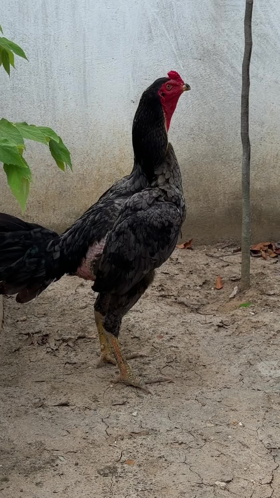@Quốc kh&aacute;nh
