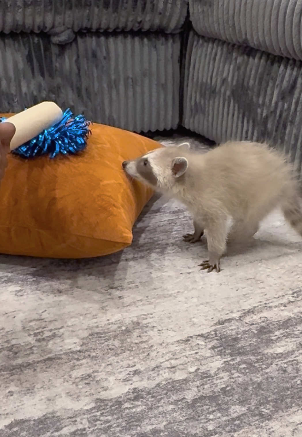 @Pooh the Raccoon