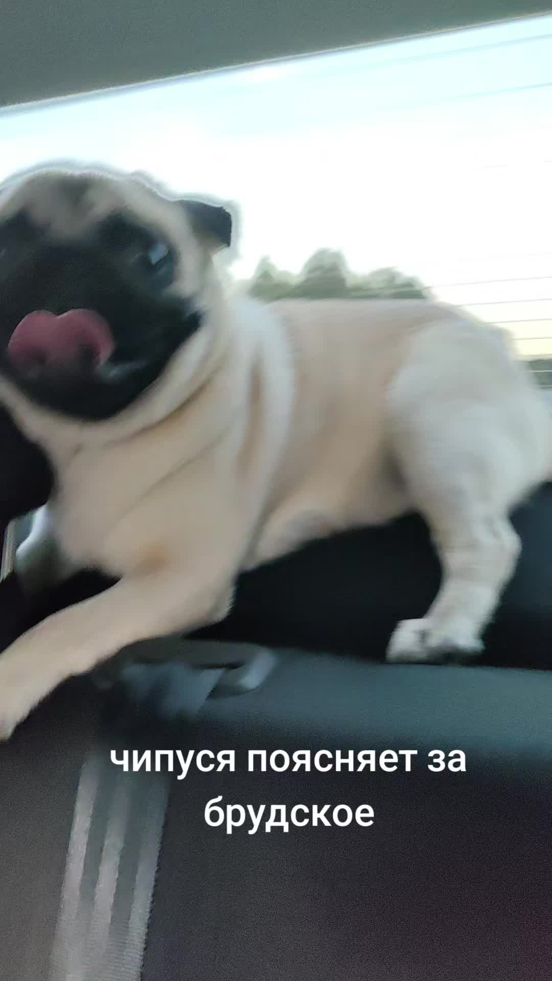 @ЧИПУНЕТСКИЙ👑