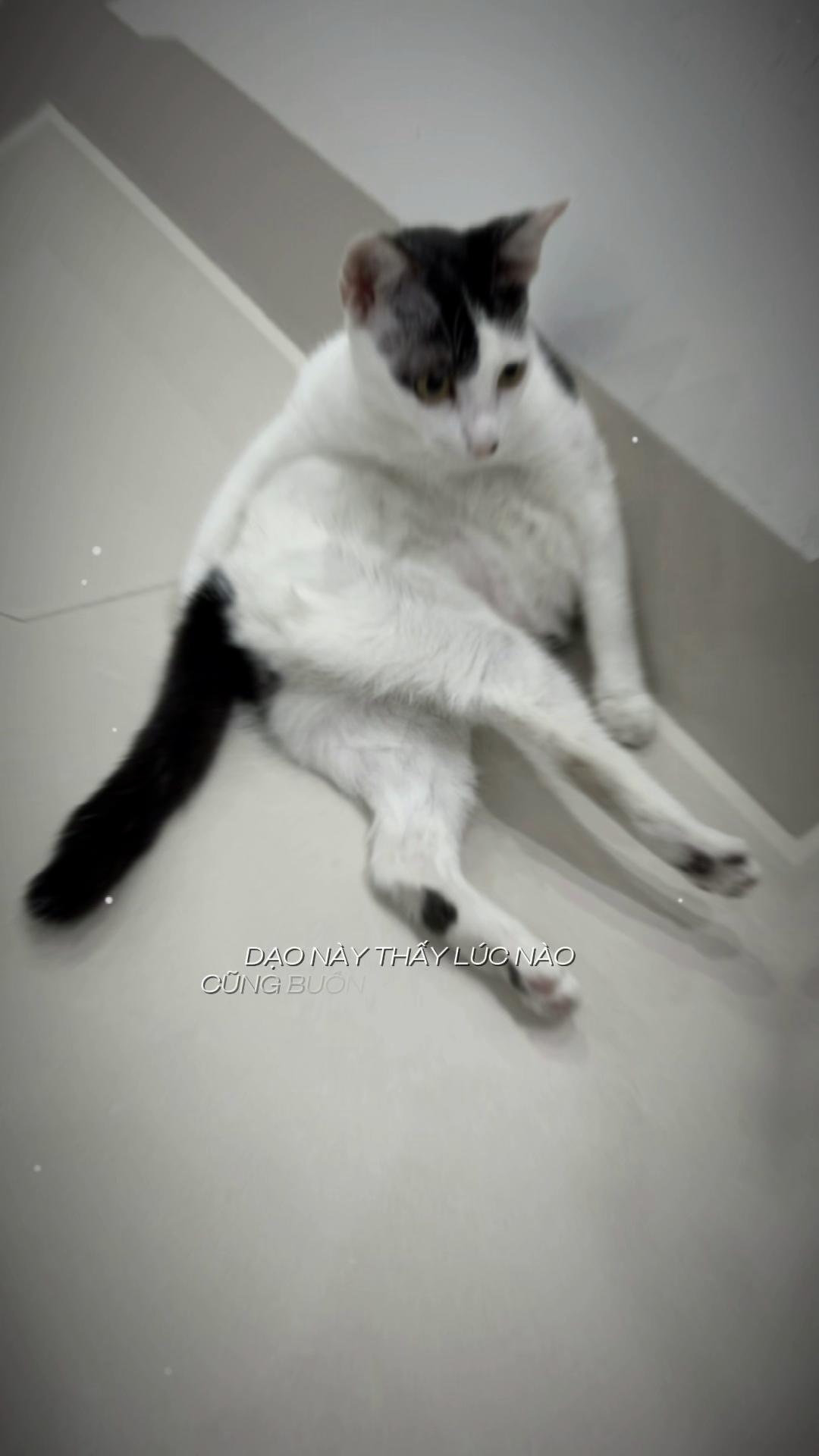 @mèo tên là Mèo