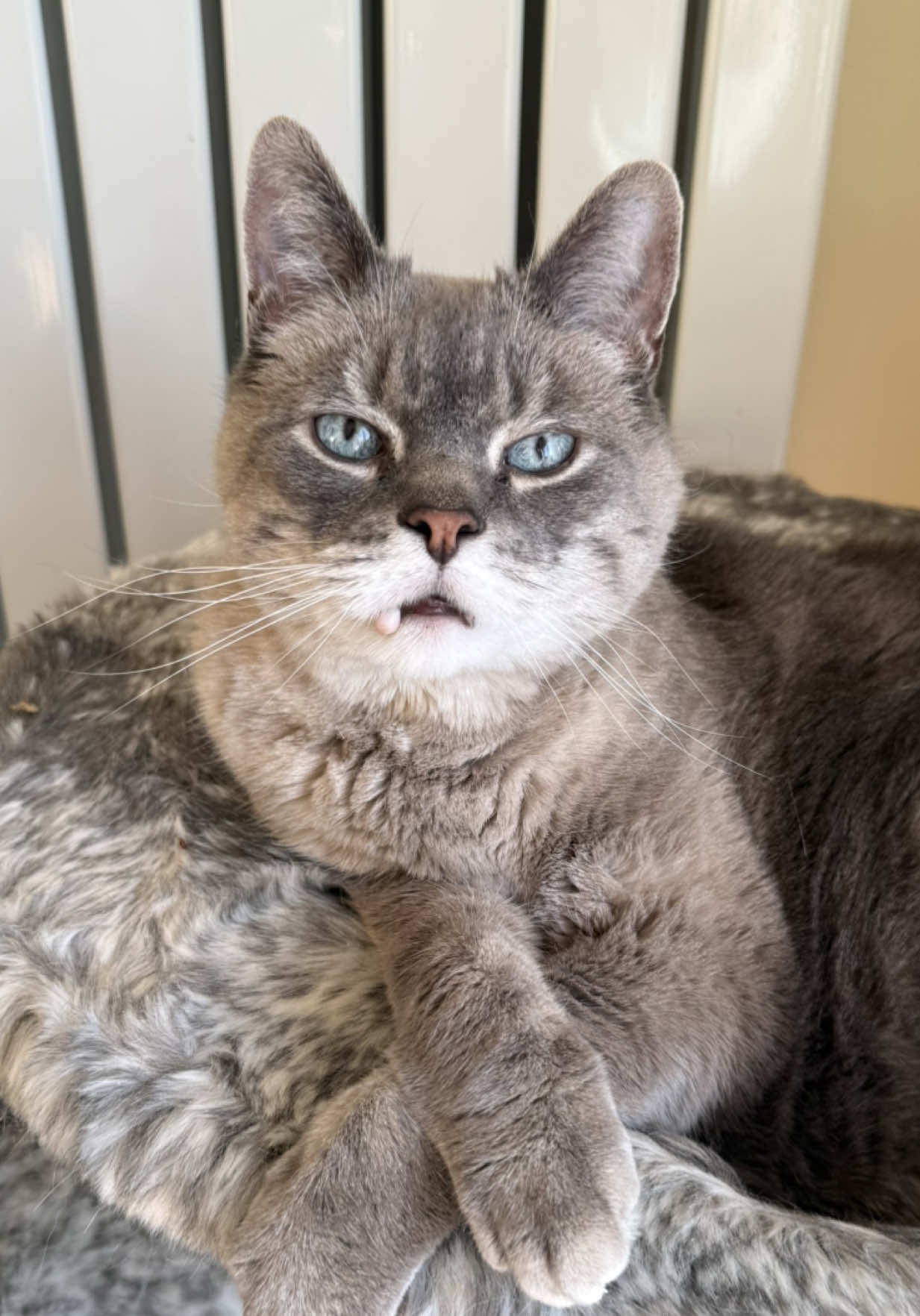 @Teefie_tribe 🐈⬛🐈⬛🐈🦷🦷