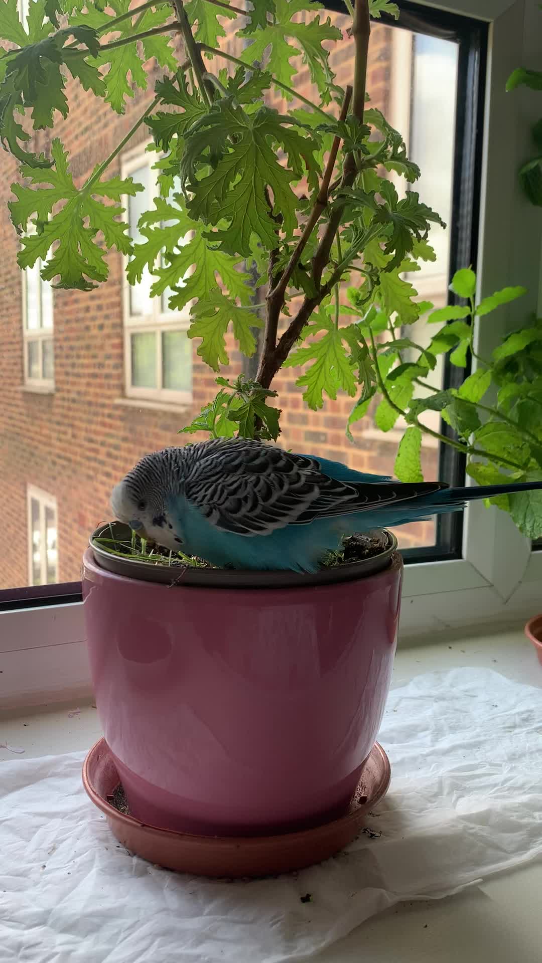 @Blu_the_budgie 🇹🇹