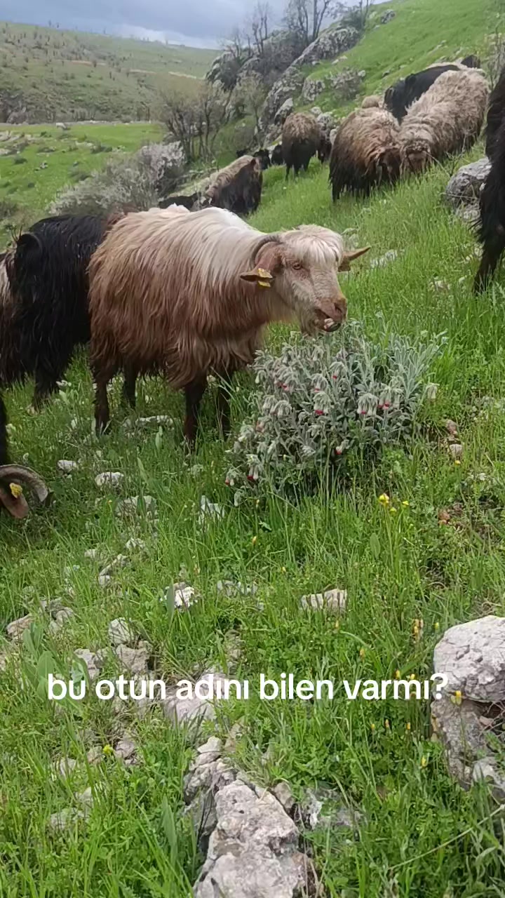 @⚔️ENES &Ccedil;ETİN⚔️