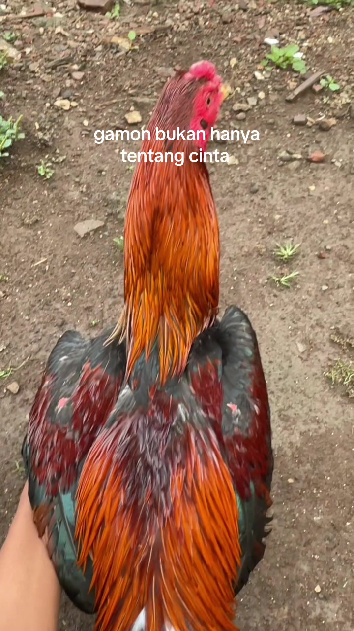@SENGKREK FM🐣