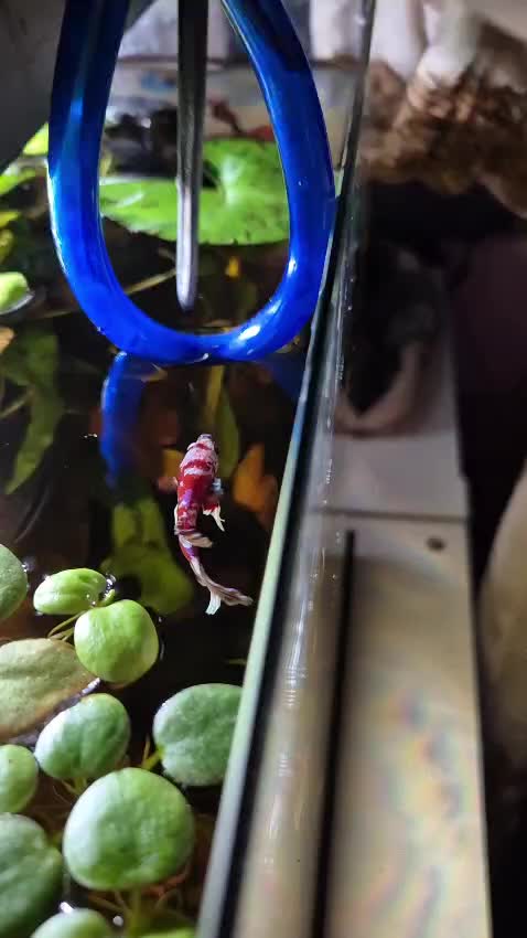 @ella aquatics