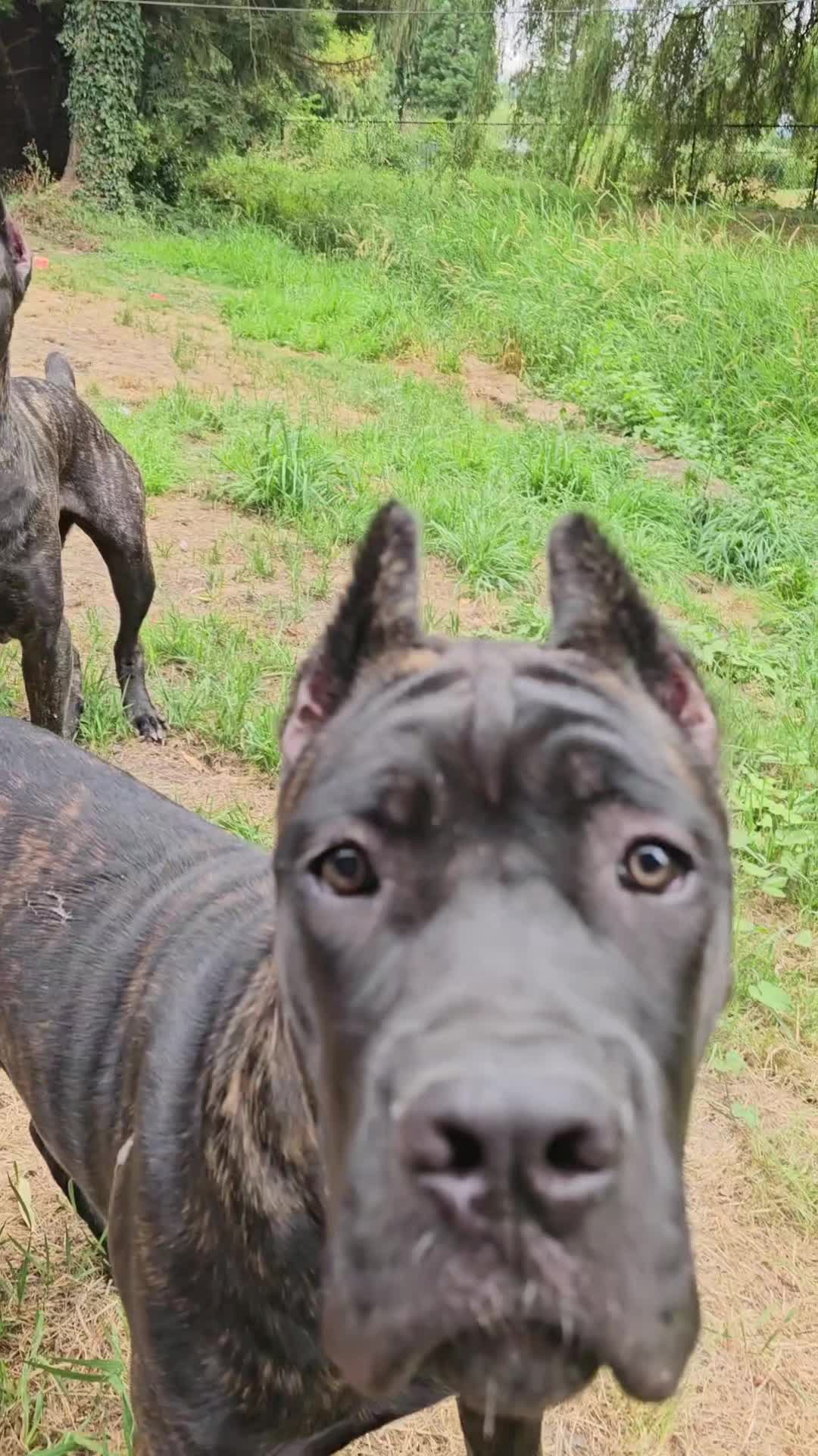 @SalmonCreekCaneCorso