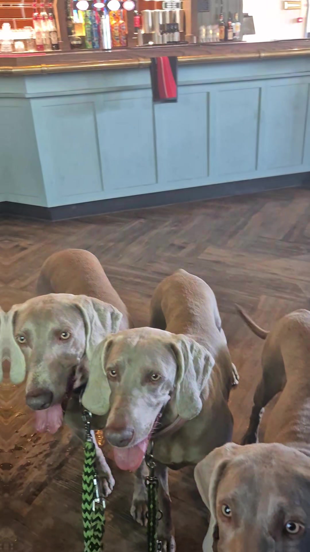 @Sabsky weimaraners
