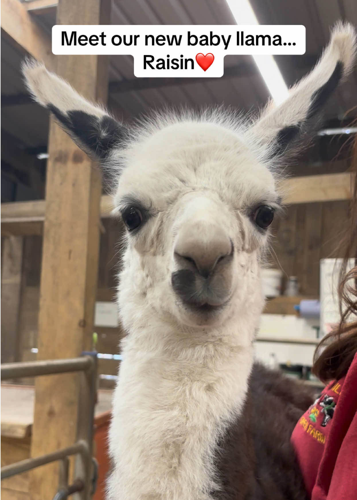 @Smithills Open Farm