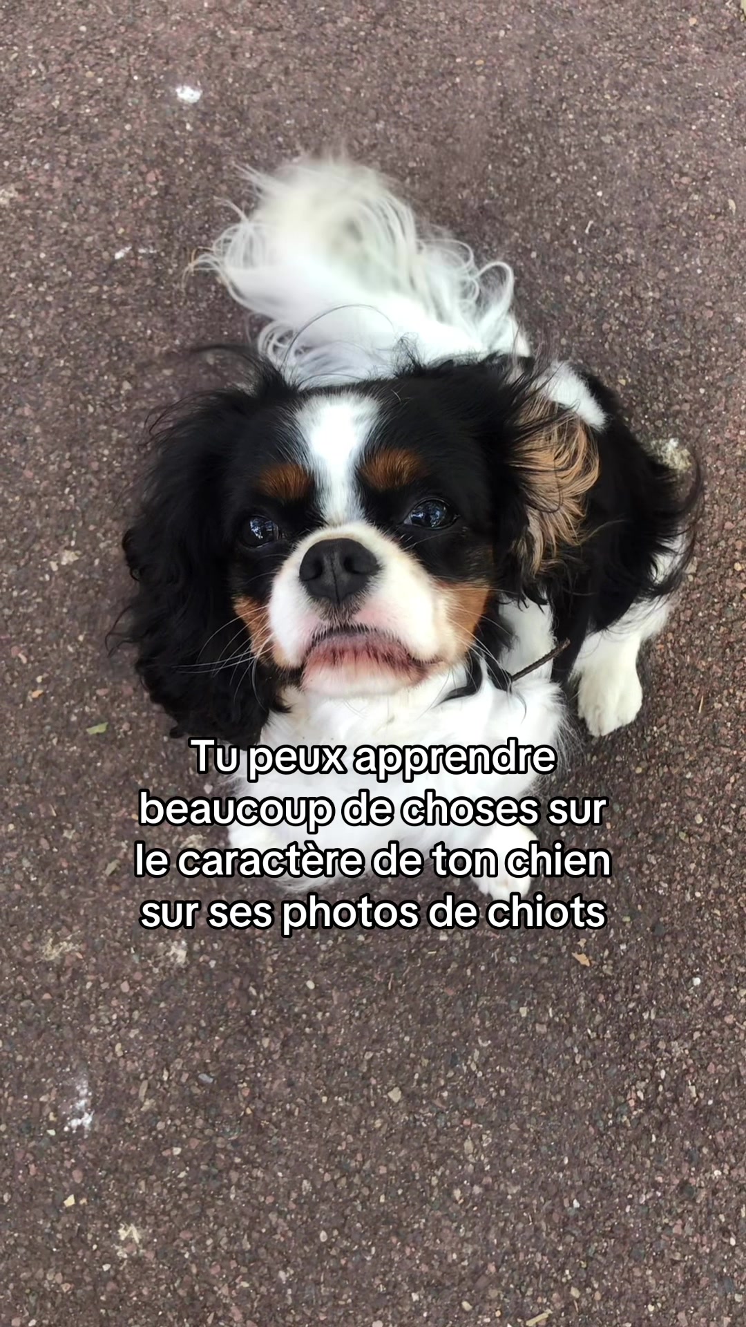 @Cavalier King Charles