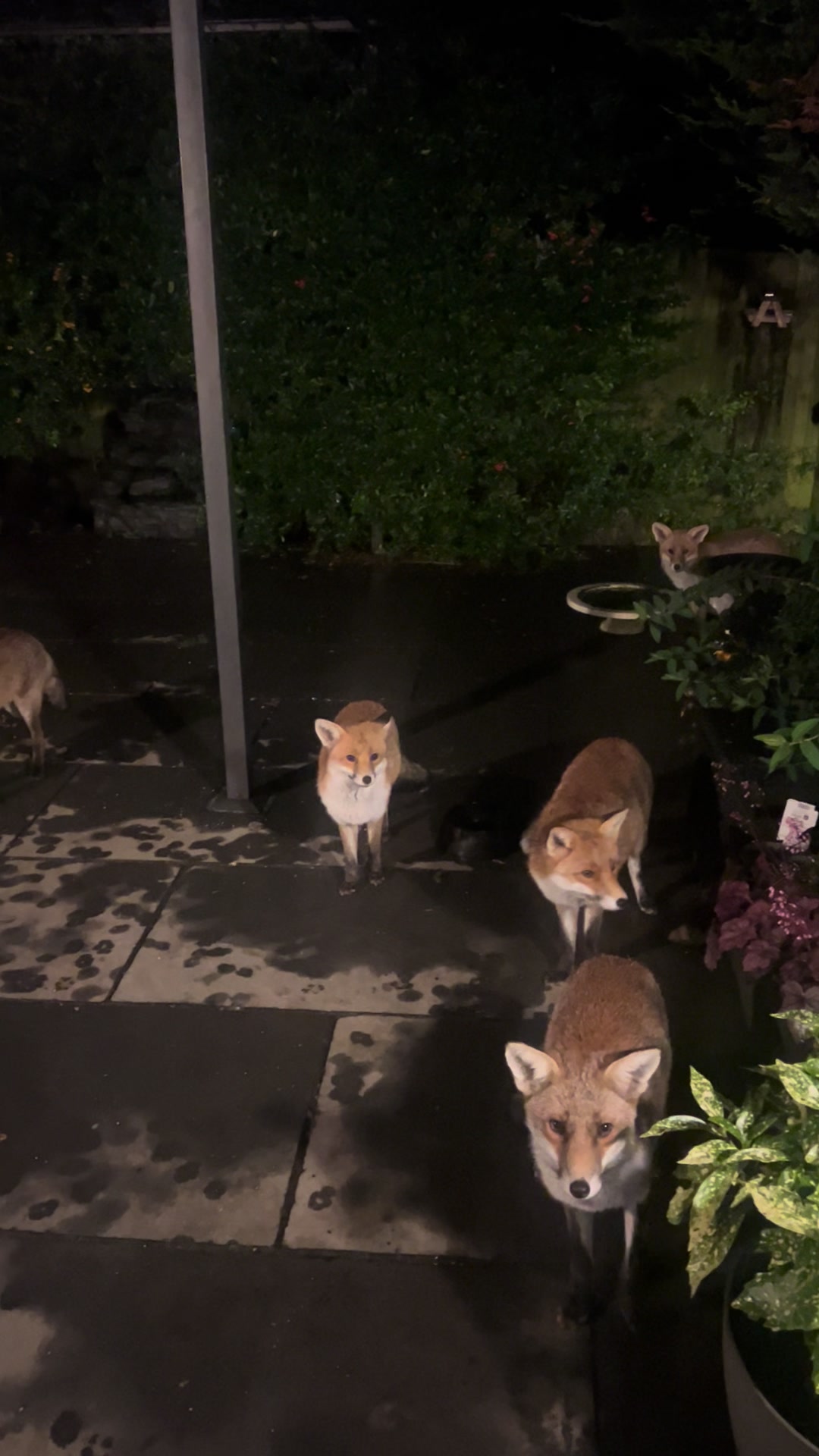 @gp_foxes