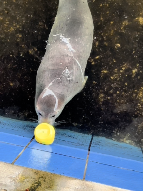 @Seal