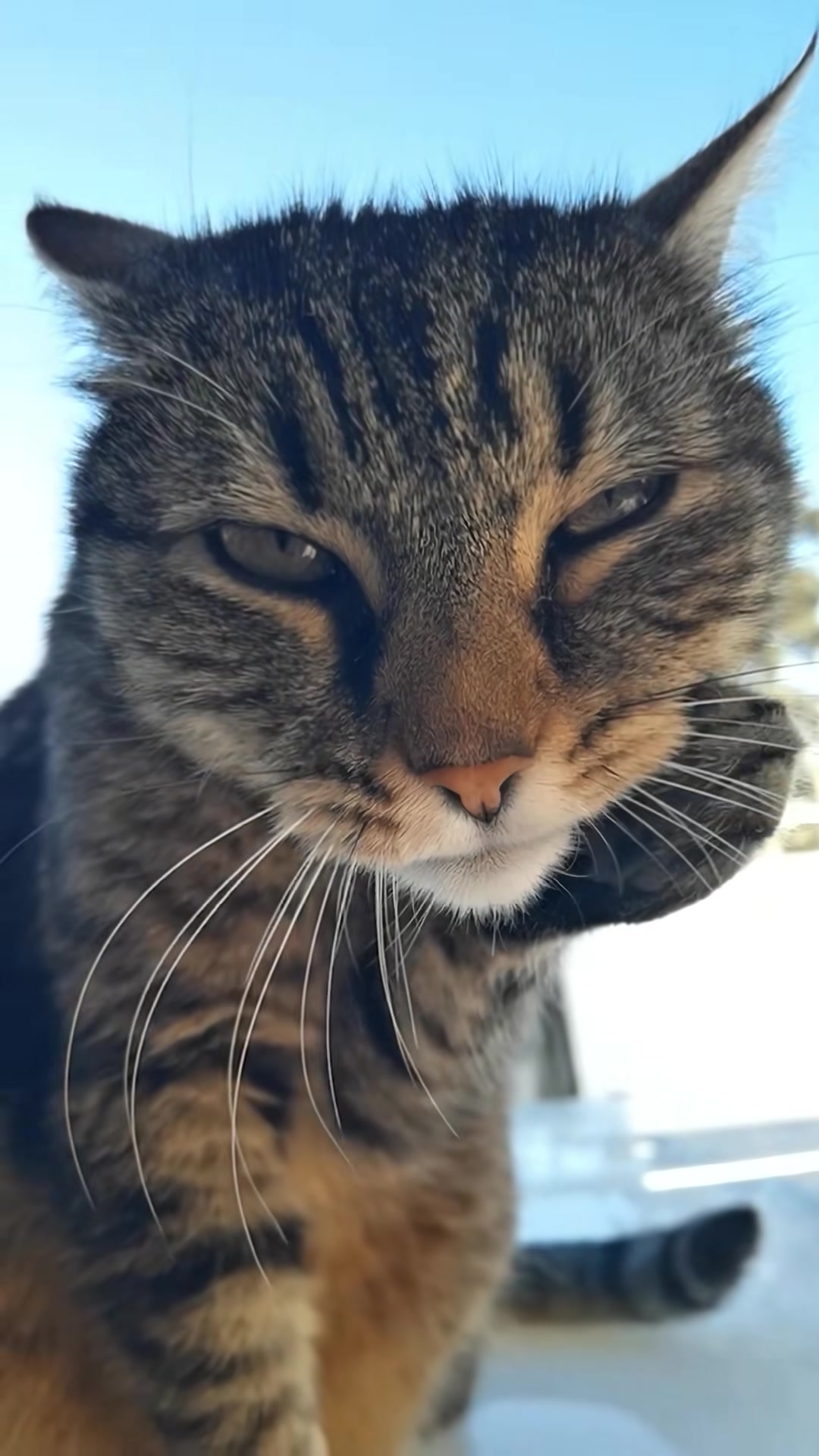 @animalmemester