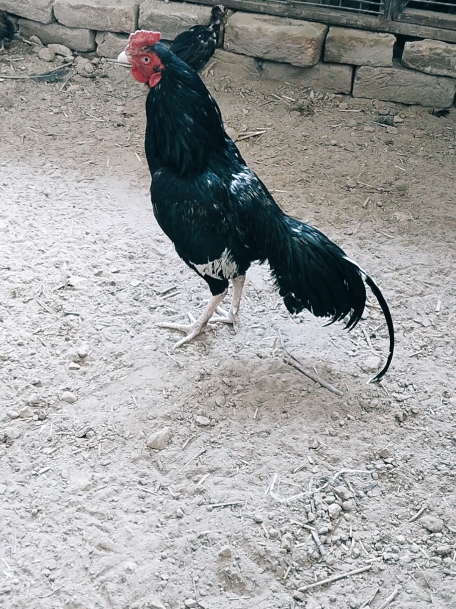 @Sajjad Aseel Farm