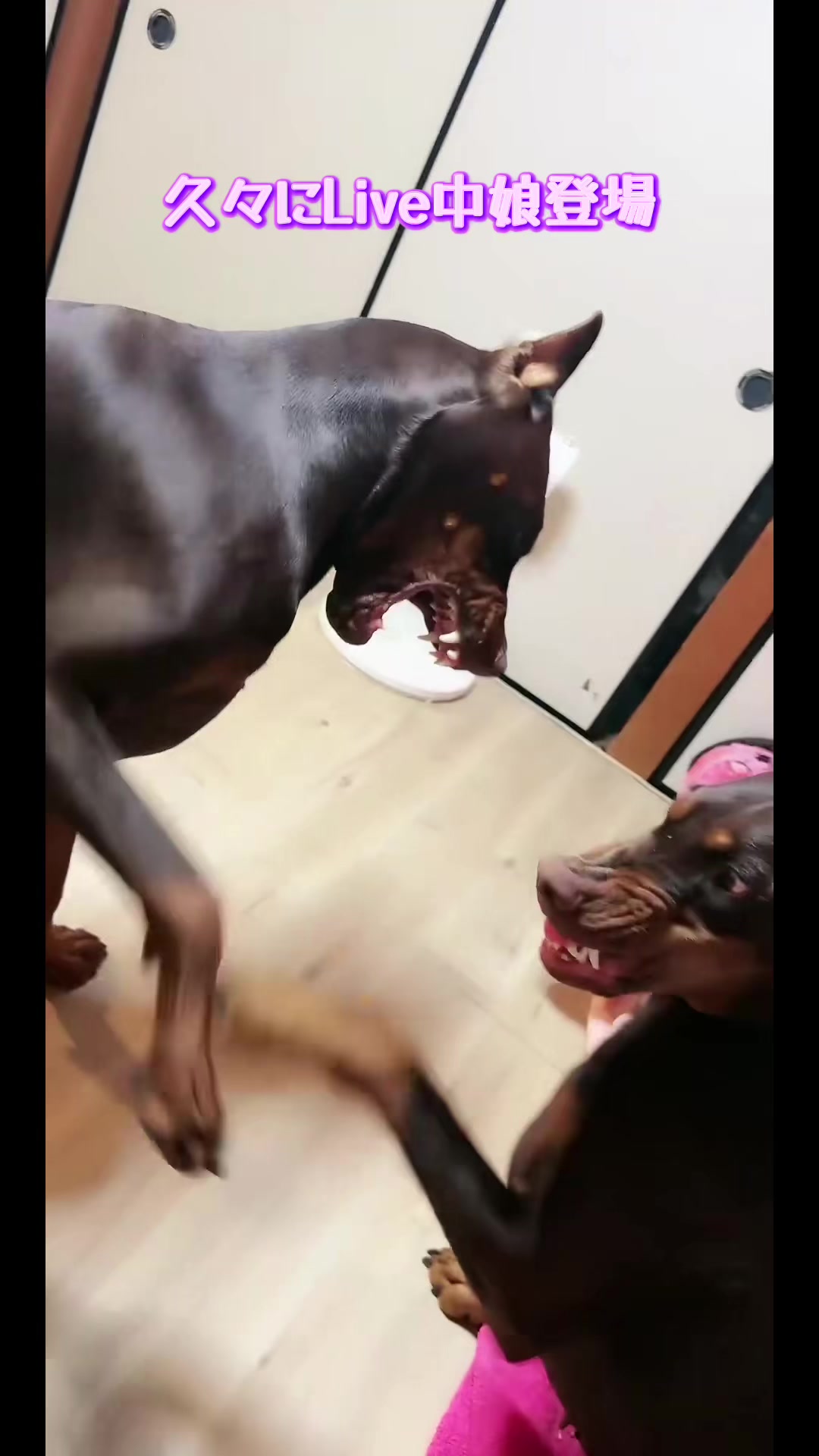 @🐣DOBERMAN🩷DORUMA