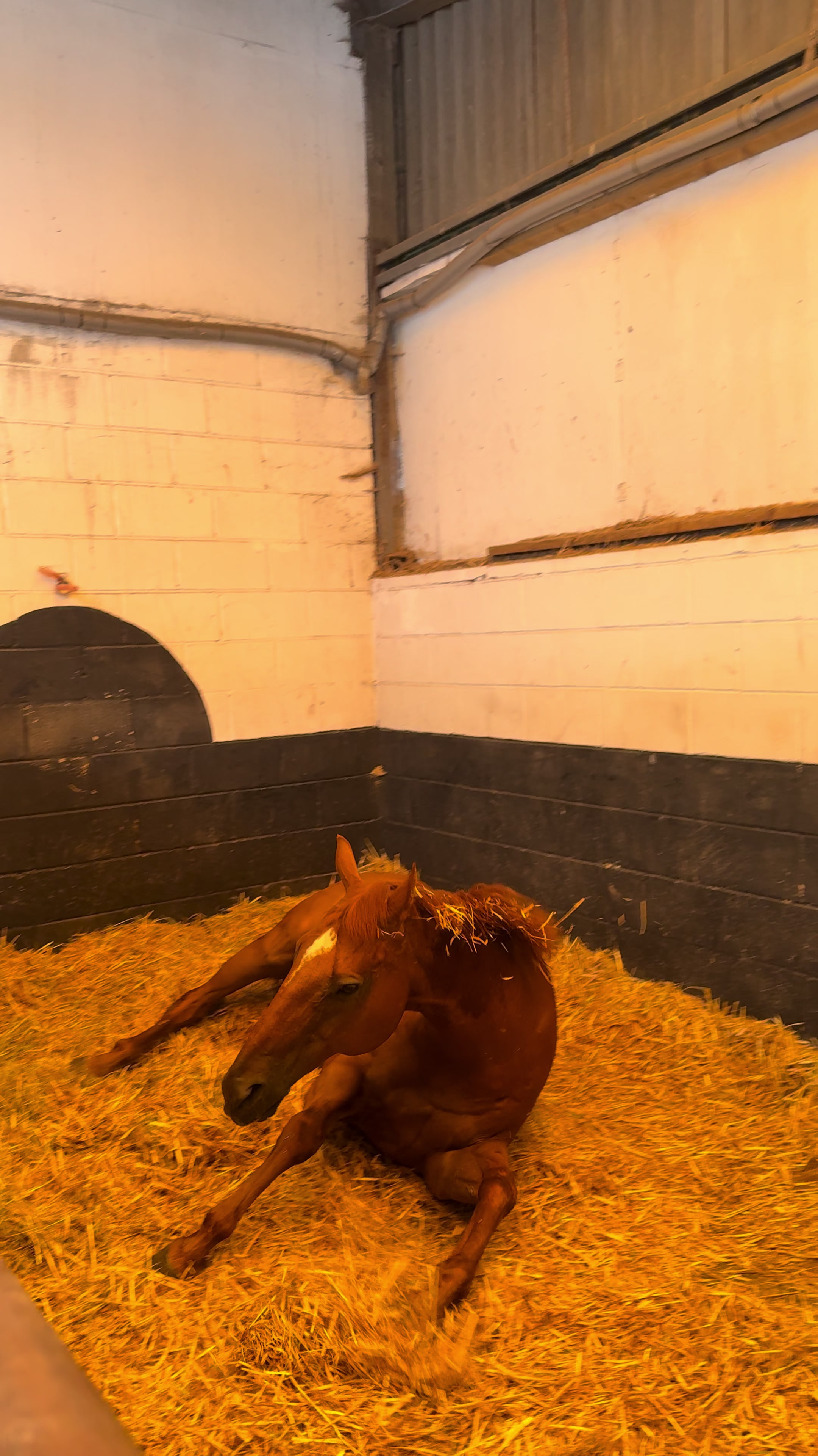 @National Horseracing College
