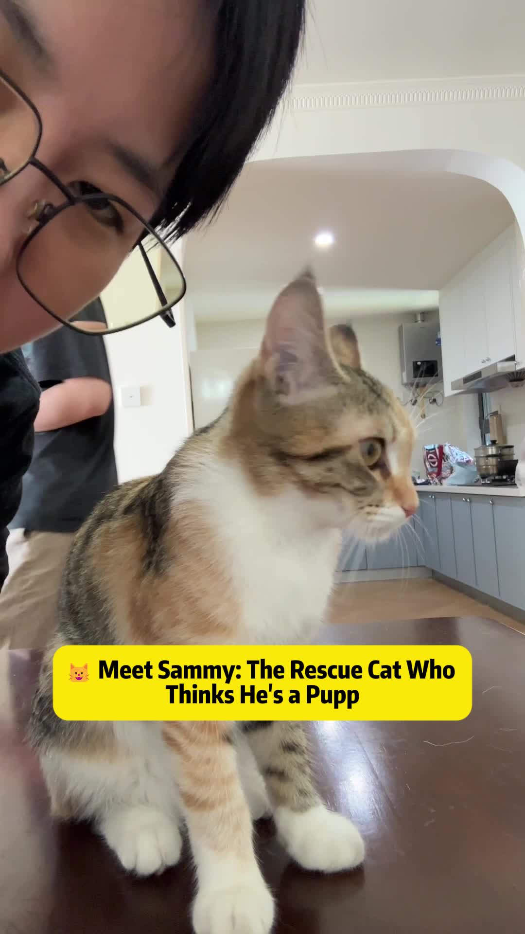 @Stray Cat Talkz