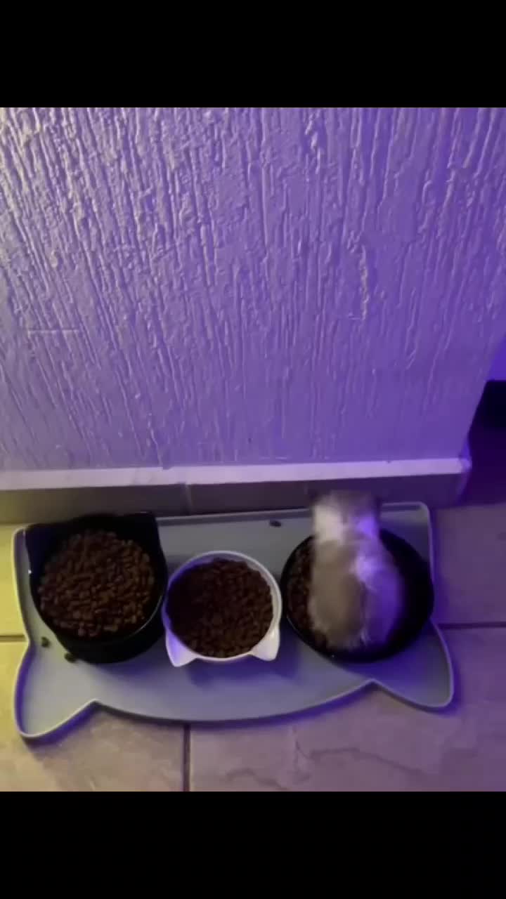 @Kitty Meow