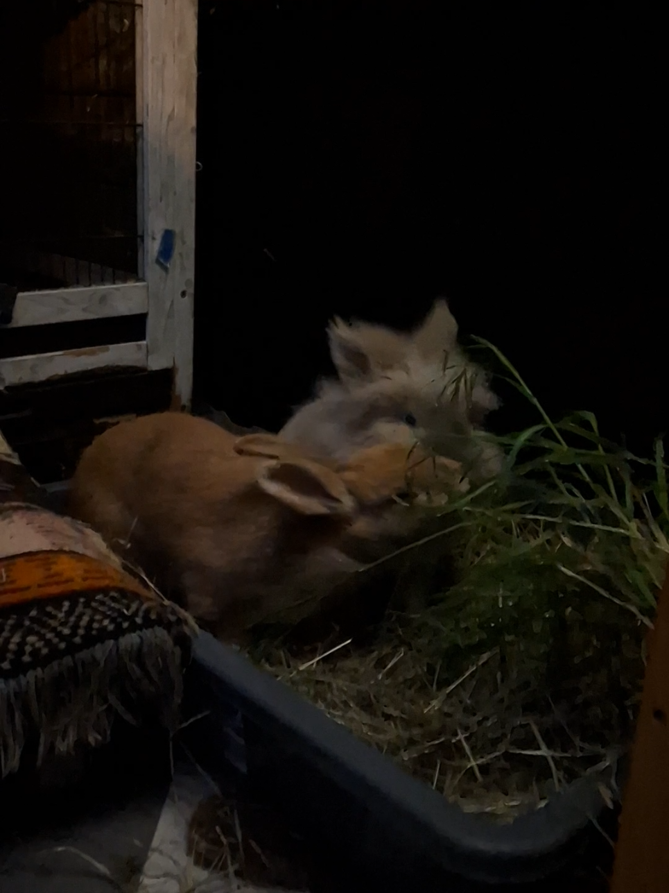 @Bunny Family