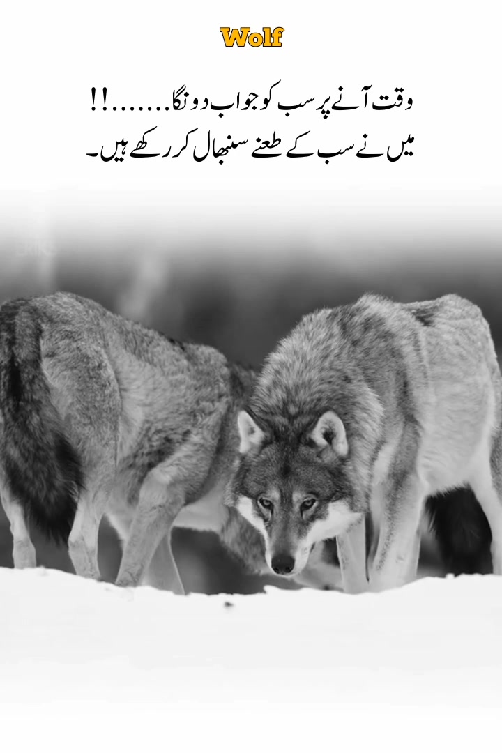@Wolf 🐺