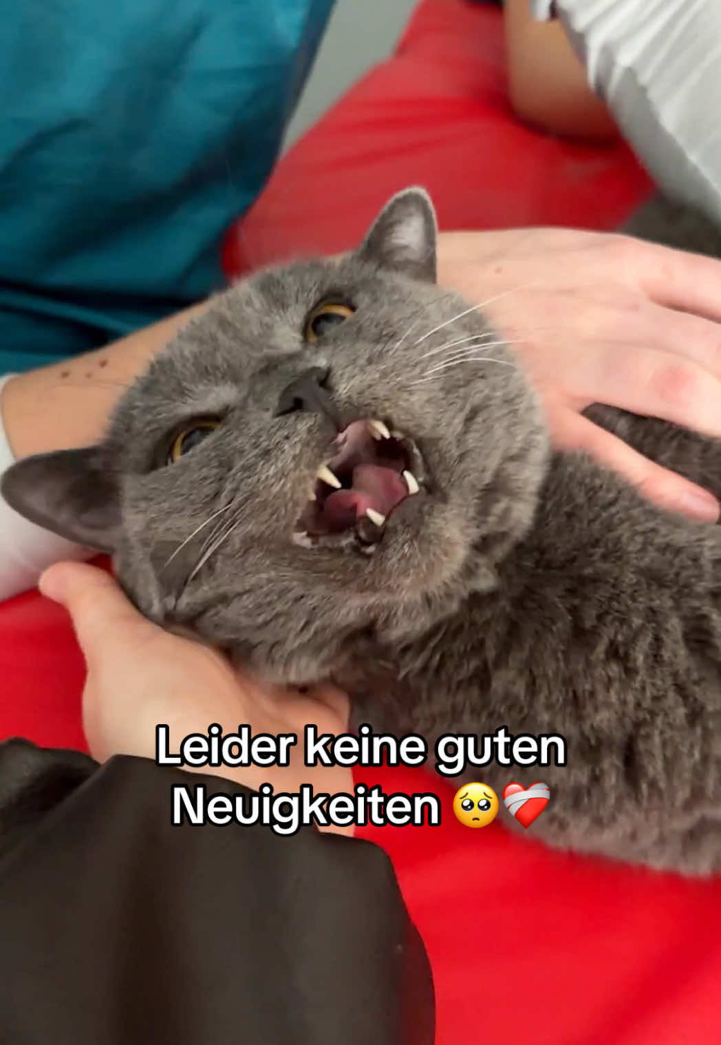 @Sinascolorcats