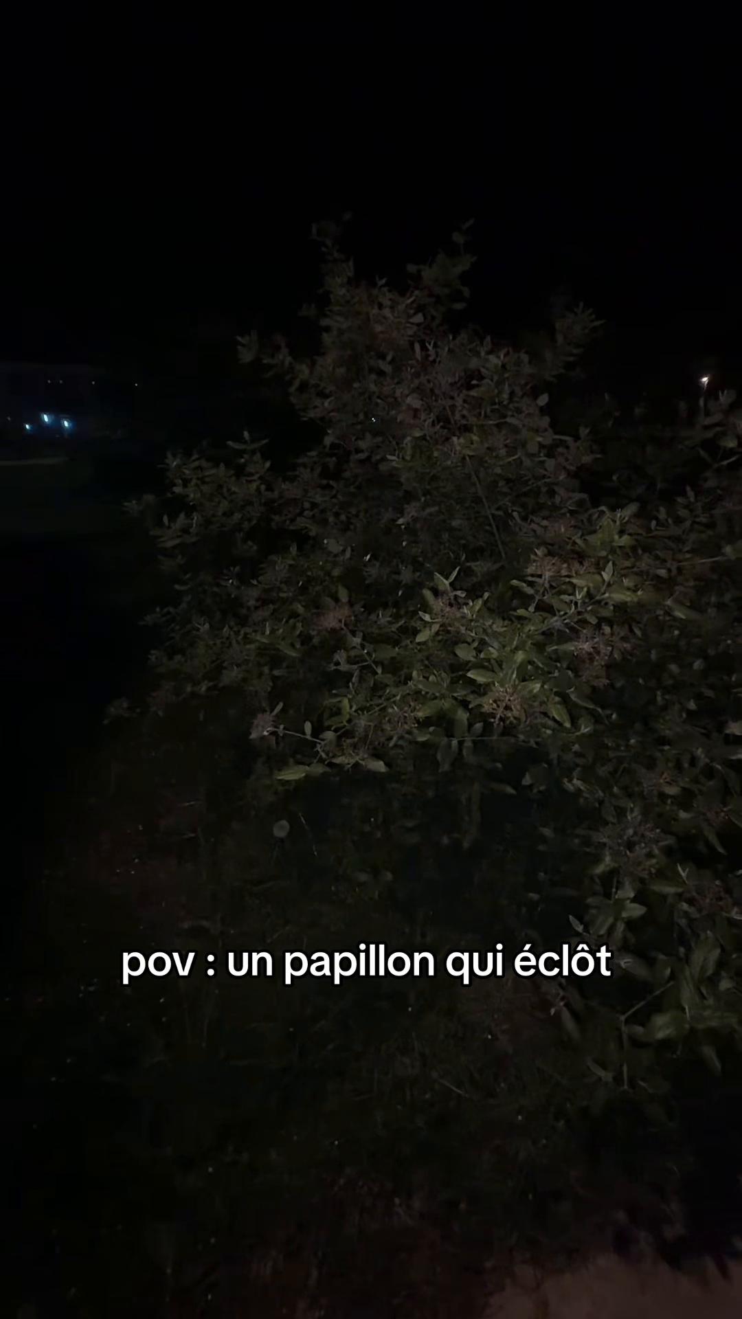 @𝐁 𝐀 𝐁 𝐘 🌺